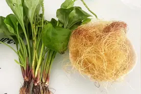 车前草搭玉米须煮水，没想到那么好的作用，解决了很多人的困扰
