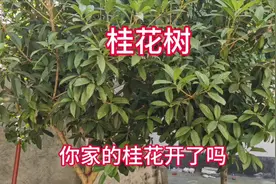 今年的桂花为什么都没开花？将预示着什么？视频封面