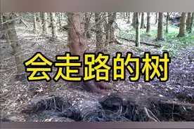 会走路的树 #科普 #冷知识 #大自然 #搞笑视频封面