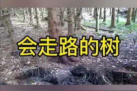 会走路的树 #科普 #冷知识 #大自然 #搞笑视频封面
