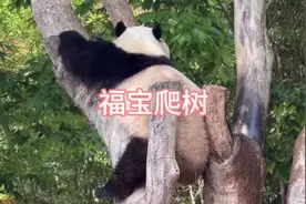 风一样的福宝，5分钟超快上树三次