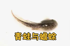 你会区分青蛙与蟾蜍，还有它们动物蝌蚪吗？视频封面
