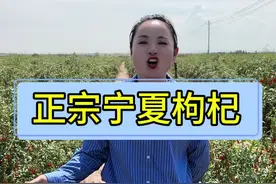 宁夏枸杞看中宁，中宁枸杞甲天下，今年的头茬枸杞已经全部成熟上市啦！#宁夏枸杞 #枸杞 #宁夏 #厦门芬兰视频封面