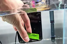 纯灯照暴藻和使用不同藻种暴藻试验 经历上次藻种上当受骗，这次我又买了藻石，看看是真是假，多整几个缸放入多种藻种看看效果咋样 #绿苔 #暴藻 #清水绿苔视频封面
