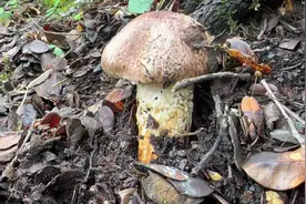 菌子太多了没难度，今天带浙江的朋友去挑战一下找松茸，发财咯