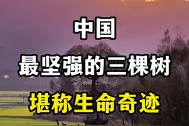 中国最坚强的三棵树，每一颗都堪称生命奇迹。 #神奇的树 #坚强的树 #长沙惜字塔 #古树名木寻踪记 #这是一棵特别的树