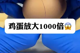 生鸡蛋真有细菌吗？#显微镜下的世界 #微观世界 #鸡蛋视频封面