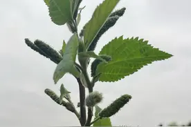 构树花 又叫构树穗，春天的美食#你的家乡有这种植物吗 #植物科普 #识百草 #春天的味道
