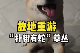 这个梗还有人记得不#翠花的小日子#扑街有蛇