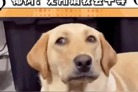 椰树：你们看到了哦，我可没有故意针对谁#椰树集团 #直播视频封面
