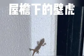 壁虎：藏在你家某个角落，会飞檐走壁的小龙。 #壁虎视频封面