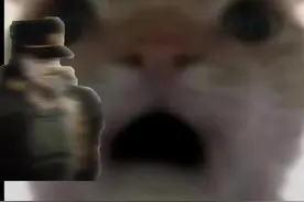 #魔性猫咪表情包 #沙雕系列 #懂得都懂 #本视频纯属娱乐