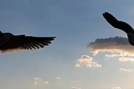 #抖音知识创作营 #抖音火苗