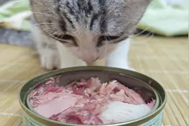 沉浸式吃播#记录猫咪日常 #小猫吃饭视频