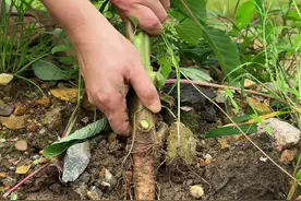 这种植物叫刺苋，它的根部被称为土人参。#植物科普 #dou来广东百千万视频封面