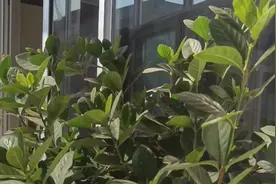 养桂花有技巧枯草芽孢杆菌的妙用分享给大家视频封面