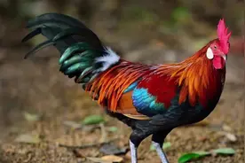 鸡的来历 鸡的来历#热点 #故事会 #公鸡 #传说 #民间故事视频封面