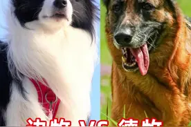 边牧vs德牧 到底谁更聪明#德牧#德国牧羊犬 #科学养宠攻略 #平背德牧#西德视频封面
