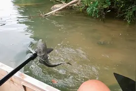 今天有空。再来一次清道夫#清道夫 #清道夫消灭计划 #叉清道夫