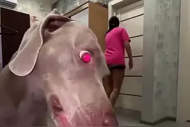 当主人遇到歹徒袭击，狗子为什么不管？只想干饭！#狗子的迷惑行为 #养狗经验分享 #狗子护主  #护卫犬