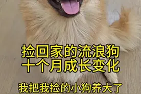 两分钟记录着碰瓷小狗十个月成长变化！ #流浪狗 #捡狗后续 #流浪狗不再流浪