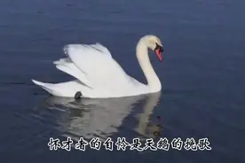 好用，但是没有流量啊。@抖音小助手#抖音ai视频封面