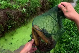 老人家说三十快一斤卖给他，我跟他说有四斤。都是一百二了，还送泥鳅。我出价115，他不愿意！后来实际给贩子38一斤。搭上五斤小龙虾。有时候遇到固执的老人真是说不清楚！总结昨天放十一个黄鳝笼，这个地方货很多并且大条，平均一个笼子半斤黄鳝。还没算小龙虾。资源还行，继续下一站！#真实户外