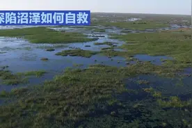 不小心陷入沼泽如何自救？#科普微视频抖出知识点视频封面