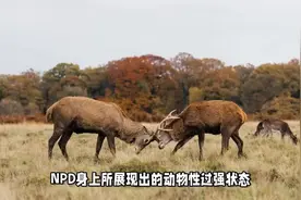 npd就是没有进化好的人类，骨子里依然像动物一样弱肉强食。视频封面