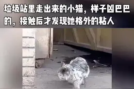 有些聪明的流浪猫就是这样的，被收养以后比有的在家一直养大的猫更知道珍惜现有的生活，超级粘人。反倒是在家从小养大的，一天到晚就是对你爱理不理的～#流浪猫 #万物皆有灵性 #流浪猫救助视频封面