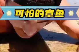 男子在海边发现一只蓝环章鱼，带回家当宠物养着 #神奇动物在抖音 #神奇动物 #海洋生物 #奇闻异事 #动物科普