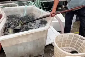 长期坚持放生十年以上可以改变自己的命运，南无阿弥陀佛保佑你视频封面