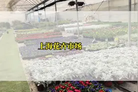带你们来逛一下上海最大的花卉市场#花卉市场 #花卉绿植视频封面