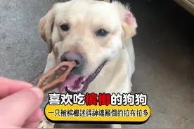 一只被槟榔迷得神魂颠倒的狗狗，吃饭前要是槟榔 嚼视频封面