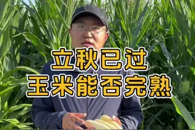 立秋已过，必须做好抢积溫，促早熟，保证玉米安全成熟#传播农业小知识 #新农人计划2024 #玉米 @海涛说玉米—科学种田 @爱科农数字农业