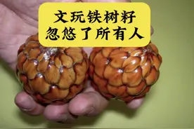 文玩铁树籽，忽悠了所有人！#文玩 #万物皆可盘 #盘它就完了视频封面