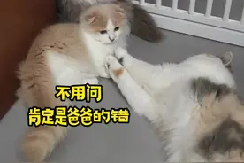 蛋蛋：生完娃后，我这家庭地位一天不如一天啊，唉 视频封面