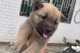 狗妈妈一开始不让玩小狗，看到有火腿肠就变脸了！#中华田园犬视频封面