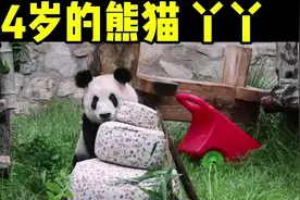 介绍—24岁的熊猫丫丫#丫丫生日#熊猫 #大熊猫丫丫 #介绍视频封面