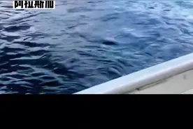游客拍下神奇一幕！驼鹿过河施展水上漂轻功，如履平地。网友:难道学过中国功夫?视频封面