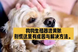 养狗经验分享，狗狗生殖器流黄色液体，怎么办？别慌