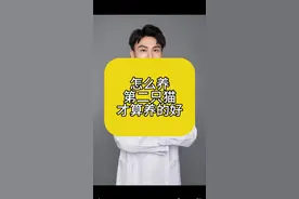 怎么养第二只猫才算养的好#科学养宠攻略 #猫行为