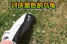 这是一只讨厌黑色的乌龟视频封面
