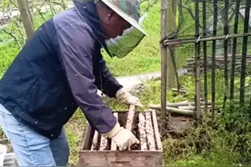 提前割掉雄蜂脾，减少雄蜂出房#中蜂养殖 #土蜂蜜 #蜜蜂养殖技术分享 @小郑视频封面