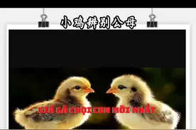 #高质量斗鸡 #斗鸡文化 #抖音养鸡人 #养鸡人 #公鸡中的战斗机 小鸡辨别公母！视频封面