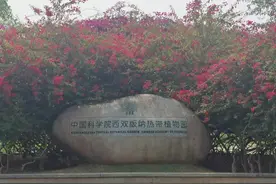 版纳中科院植物园 #热带雨林 #这是一个特别的树视频封面