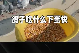 鸽子饲料大揭秘：如何科学搭配，提高营养吸收下蛋快