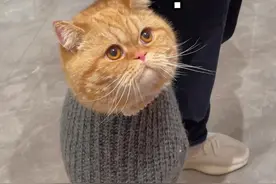 吃菠萝吃菠萝🍍#谁能拒绝傻憨憨的小猫咪 #被迫营业的猫猫 #万物可爱计划 #橘猫 #它真的好像个小宝宝视频封面
