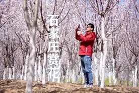 石家庄滹沱河畔的山桃花盛开。春风有信，花开有期视频封面