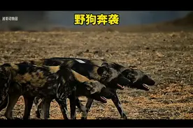 非洲野狗捕猎无懈可击 #野生动物零距离 #动物世界 #野狗视频封面